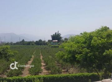 Oportunidad Venta Excelente Fundo Producción Tierra Fértil Calango Mala 7, 299 m²