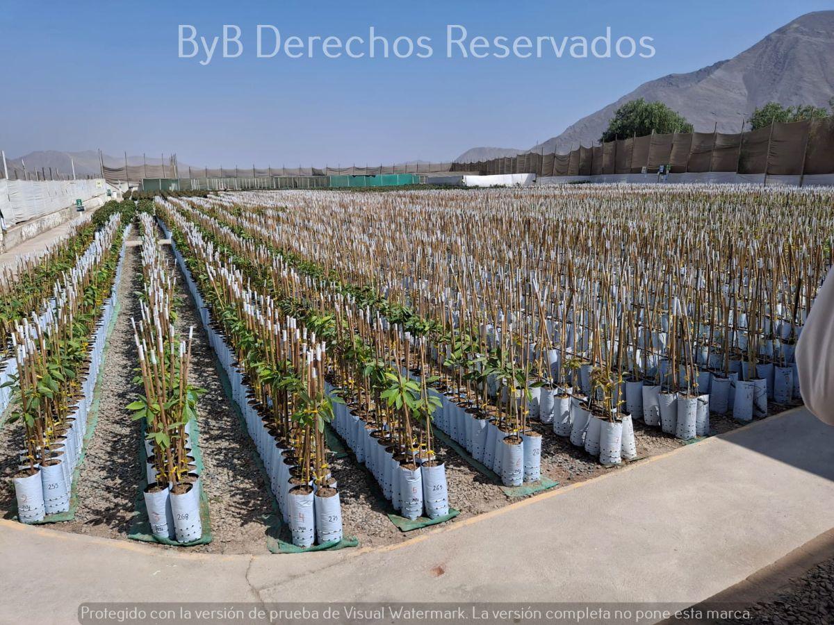 Venta de Fundo de 74.5 Ha con Zonificación Industrial I - 4