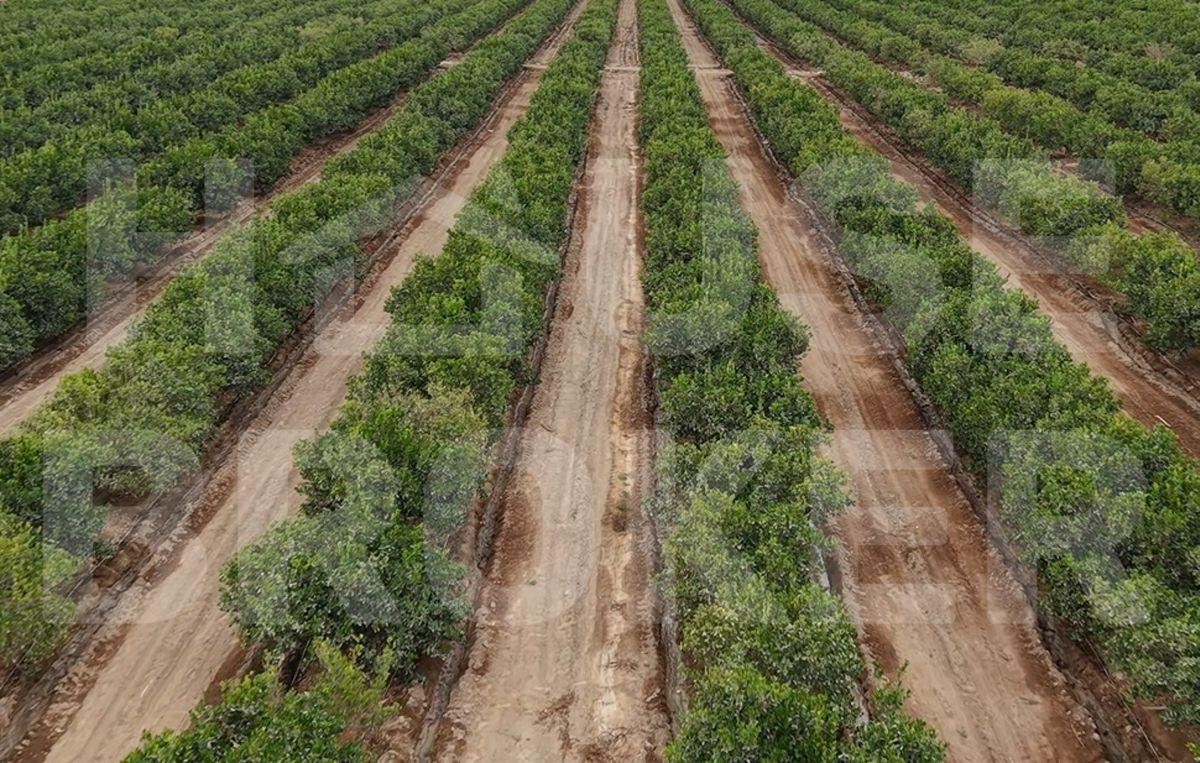 Fundo de Mandarinas 100ha