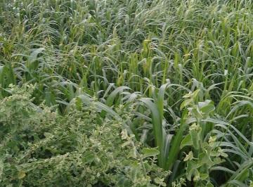 Ocasion Terrenos Agricolas 4ha, 1 1/2ha y Urbanos Venta San José - Chiclayo
