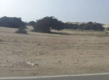 Chincha Tambo de Mora