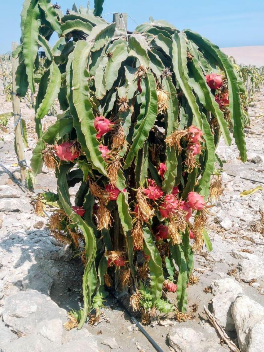 Vendo 10 Ha de Terreno con Pitahaya de 4 Años de Produccion en Camana