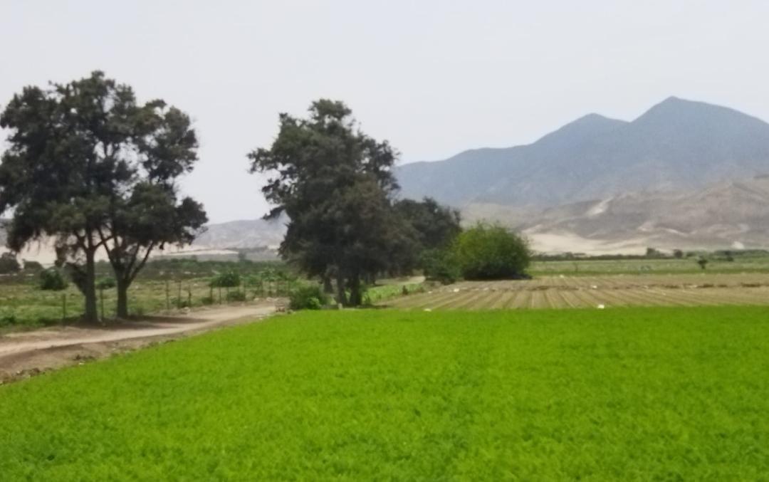 Ocasiòn Vendo Terreno 8 Has Panamericana Norte, Chancay
