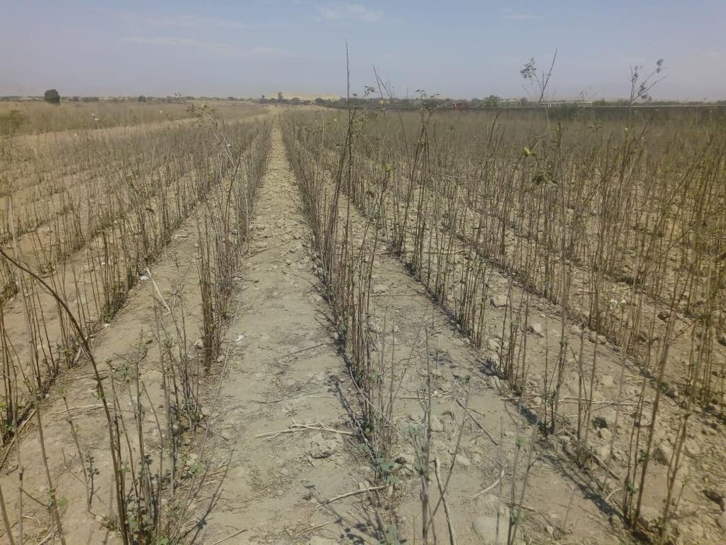 Chincha Venta de Terreno Agrícola en Venta de 8 Hectáreas con 2 Frentes
