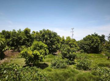 Terreno Para Casa Campo en Venta en La Joya con Plantas de Palta y Cochinilla