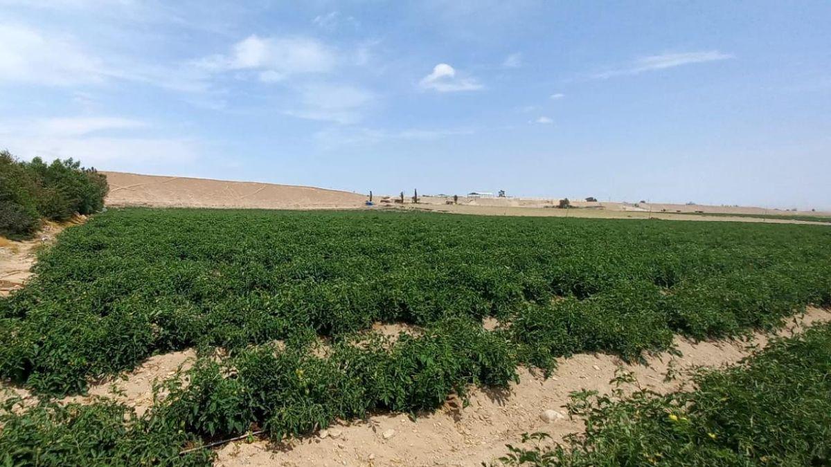 Vendo Excelente Terreno Agricola de 5.5 Ha en Majes I, Asentamiento 6