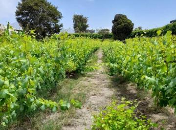 Venta Terreno Agricola Mala Valle Mala