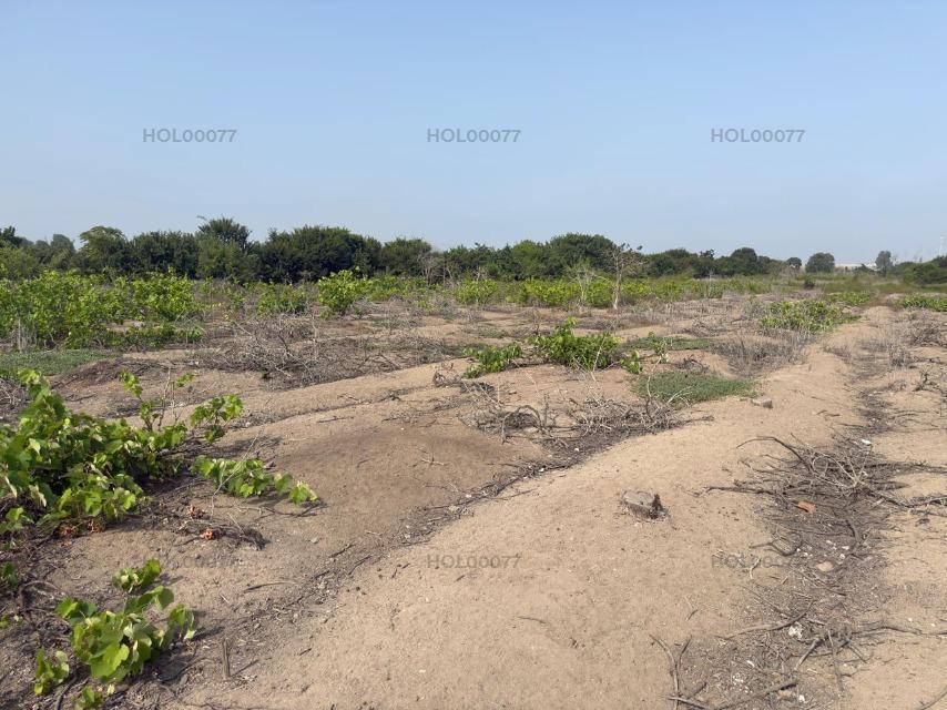 Venta de Terreno Agrícola – Bujama Alta, Cañete, Lima - Rápido Acceso a Panamericana Sur