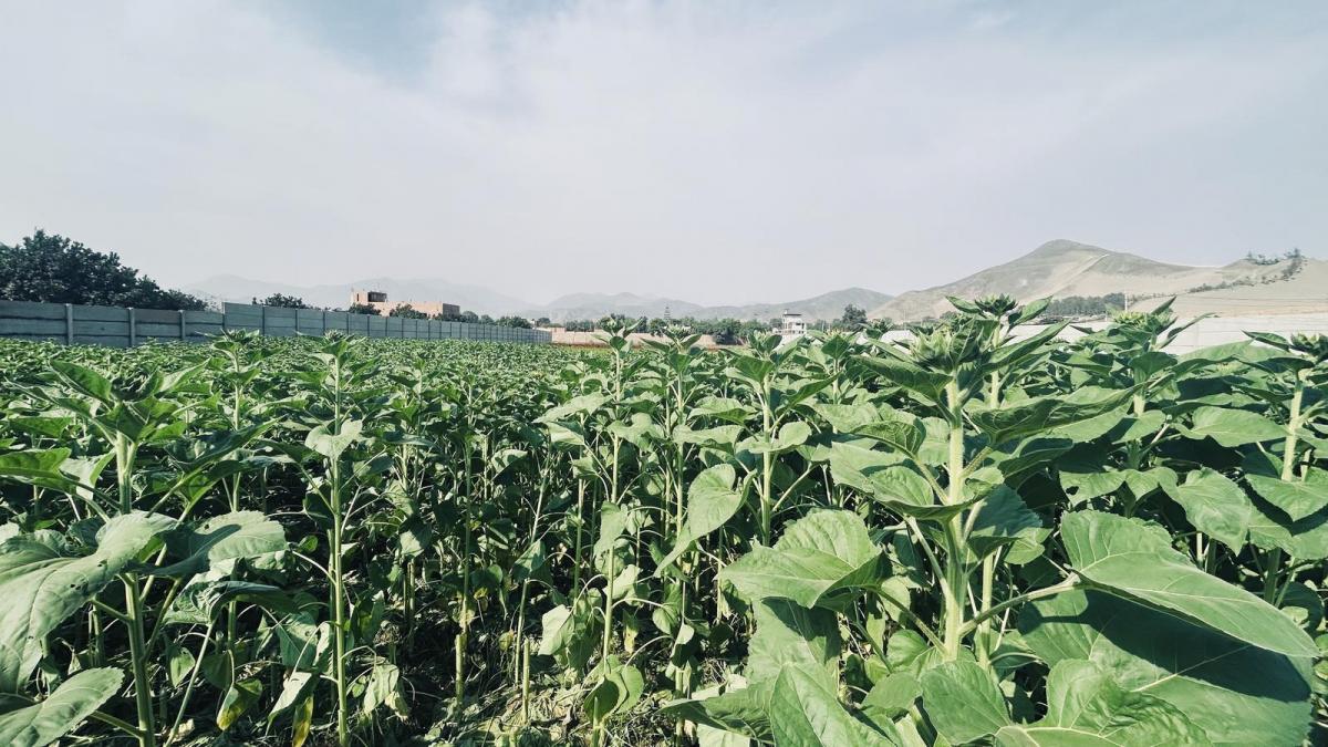 Terreno Rural en Venta