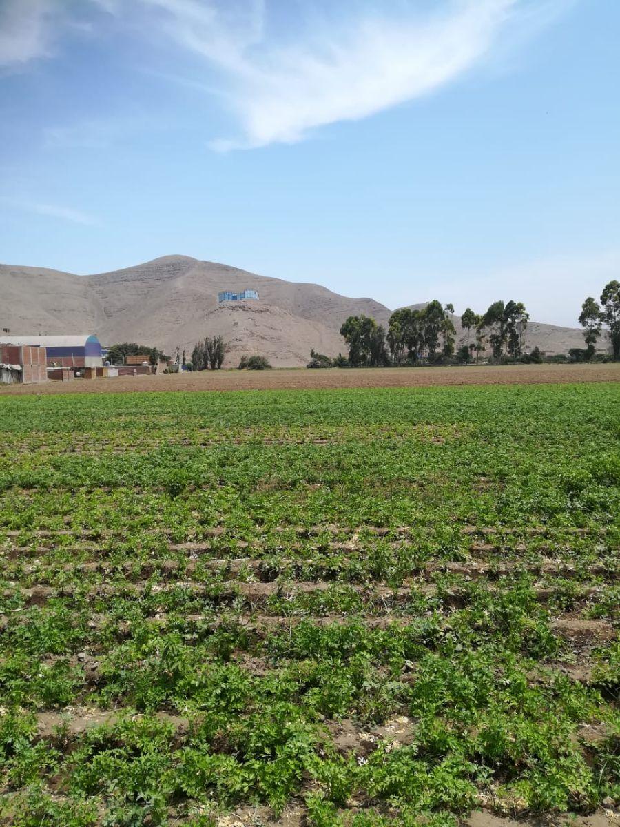 Terreno en Venta, 24, 000 m², Chuquitanta de San Martin de Porres