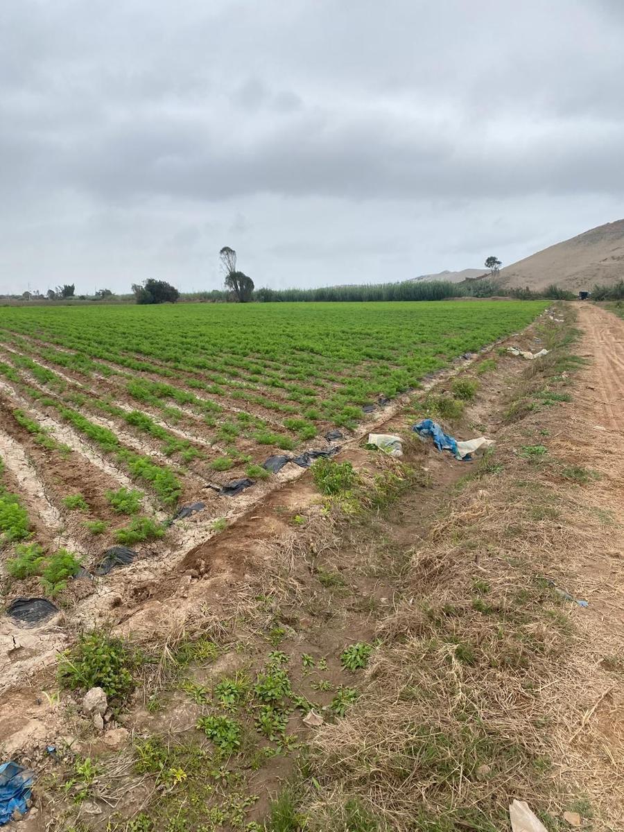 Vendo Terreno Agricola Km 131 Pan Sur, Cerro Azul, Cañete
