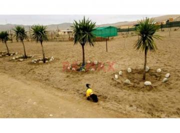 1183079 - ¡Terreno en Venta en San Vicente de Cañete!